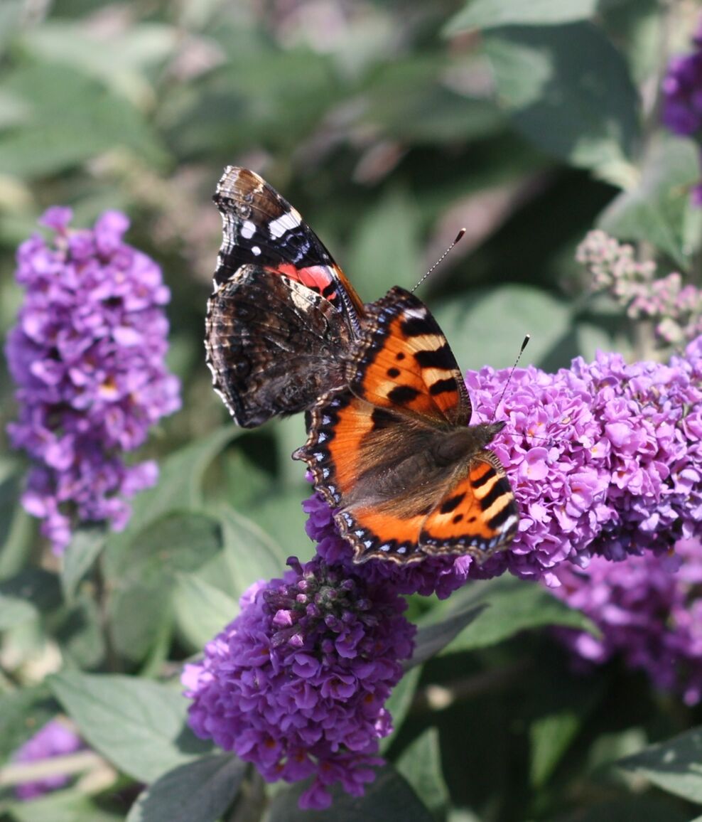 Team Wilder wildlife garden Helen Alloush in Yate Avon Wildlife Trust